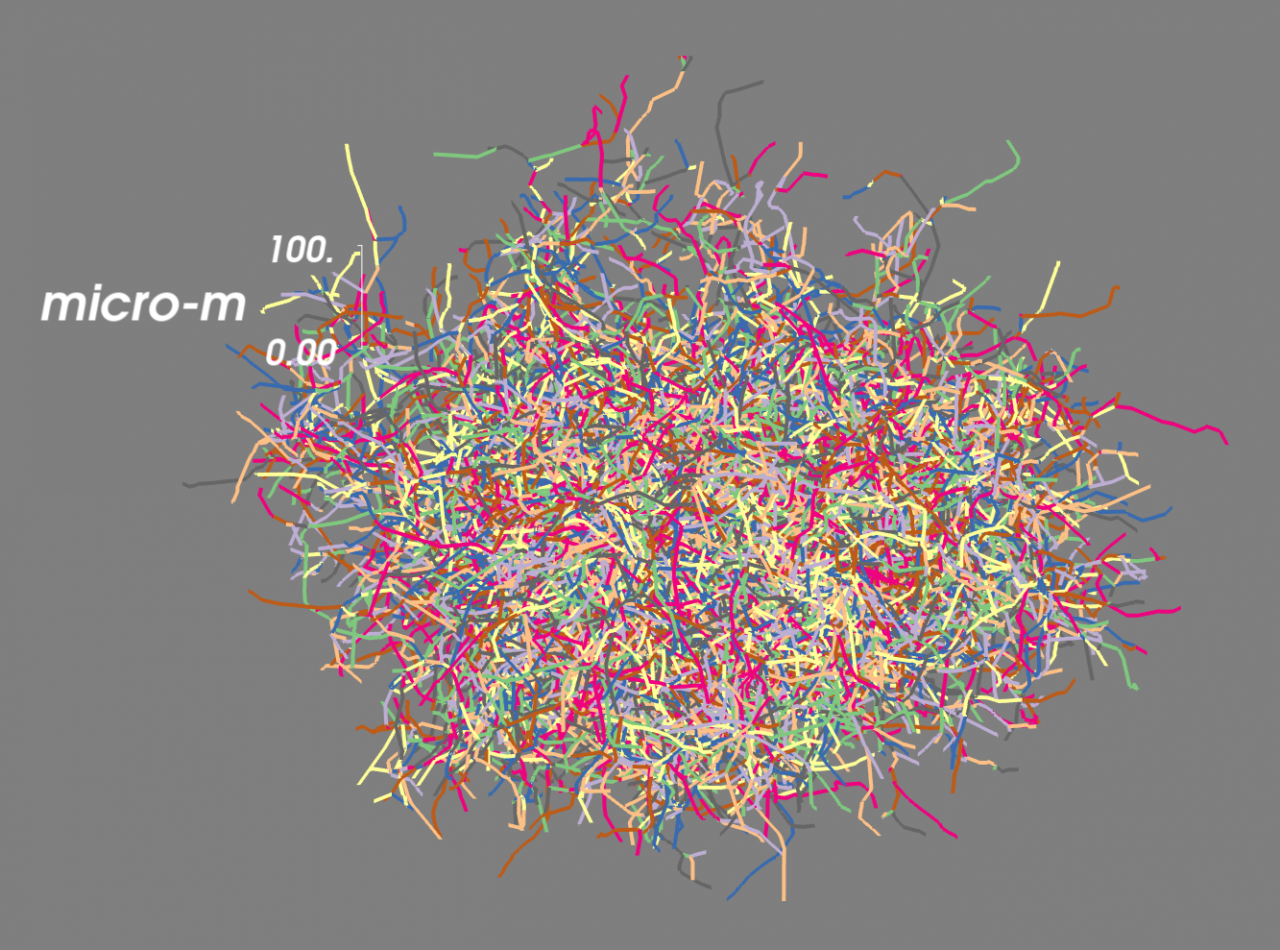 Figure 1: Simulated axonal tree of a dopamine neuron (Hunger and Schmidt, unpublished).