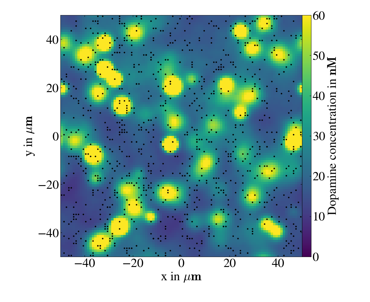 Figure 2: Simulation of dopamine diffusion in the striatum (Hunger and Schmidt, unpublished). The black dots mark dopamine release sites.